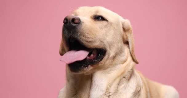 Estabelecido Precioso Filhote Cachorro Golden Retriever Saindo Língua Ofegante Ouvindo — Vídeo de Stock