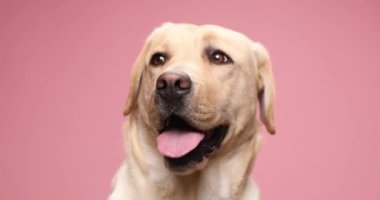 Labrador 'lu şirin bir köpek yavrusunun portresi. Stüdyoda soluk soluğa, dili dışarı fırlamış, tedirgin ve pembe arka planda havlıyor.
