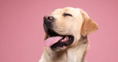 Oturmuş güzel golden retriever köpeği etrafa bakıyor, dilini dışarı çıkarıyor ve stüdyoda pembe arka planda nefes nefese.