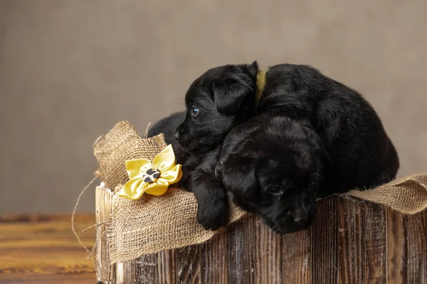 两只拉布拉多猎犬依偎在他们的木床上 背靠着灰色的背景 — 图库照片