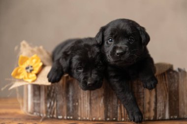 İki küçük labrador av köpeği ahşap bir yatakta dinleniyor ve dışarı çıkmaya çalışıyorlar.