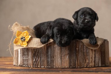 İki sevimli Labrador Retriever köpeği ahşap bir yatakta yan yana yatıyorlar. 