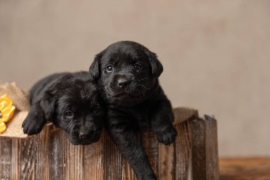 Yataklarında yatan iki küçük labrador av köpeği neredeyse gri arka plana düşüyorlardı.