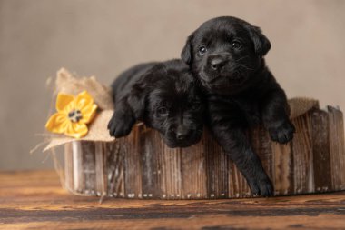 İki şirin labrador av köpeği, gri arka planda, tahta yataklarında sarılıp yatıyorlar.