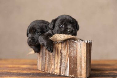 İki şirin labrador av köpeği, patileri gri arka planda sallanırken yatakta yatıyorlar.
