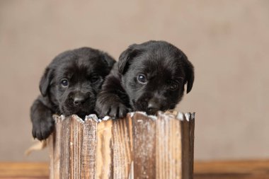 Küçük labrador av köpekleri tahta yataklarında dinleniyor ve gri arka plandaki kameraya bakıyor.