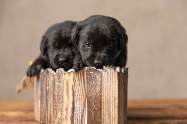 Alarm labrador retriever köpeği. Uykulu arkadaşının yanındaki tahta yatakta dinlenen kameraya bakıyor. 