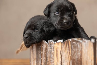Huysuz Labrador Retriever köpeği. Gri arka planda şirin arkadaşının yanında dinleniyor.
