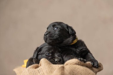 İki sevimli labrador av köpeği ahşap yataklarında uyuyorlar. 