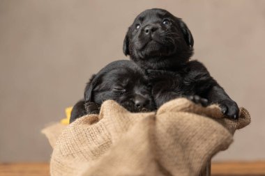 Tatlı Labrador Retriever köpeği, ahşap bir yatakta dinlenen arkadaşının üzerinde uyuyor.