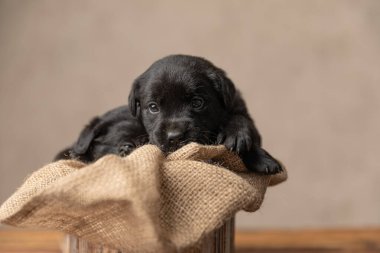 İki Labrador Retriever köpeği, ahşap barınaklarında dinlenirken kameraya bakıyor.