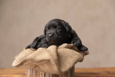 İki şirin labrador av köpeği, tahta yataklarında dinleniyor ve birlikte uyuyorlar.