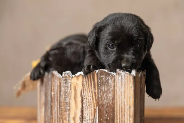 一只可爱的拉布拉多猎犬躲在摄像机前 他的朋友躺在一张木床里 — 图库照片