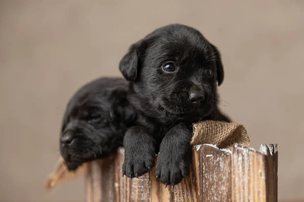 黑色的小拉布拉多猎犬回头看别处 躺在灰色背景的木床上休息 — 图库照片