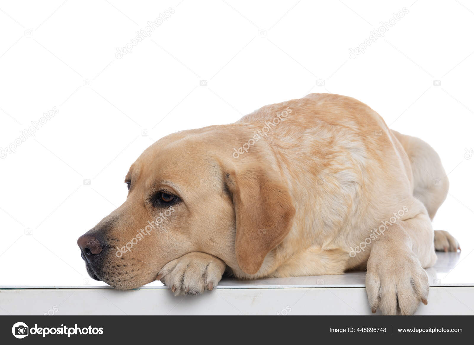 Cute Labrador Retriever Dog Resting His Head His Paw White Stock Photo by  ©feedough 448896748