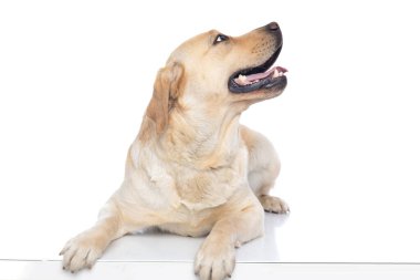 Tatlı Labrador Retriever köpeği yana bakıyor ve beyaz arka plana dilini uzatıyor.