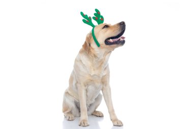 Tatlı labrador av köpeği ren geyiği boynuzları takıyor, beyaz arka planda oturup dilini dışarı çıkarıyor.