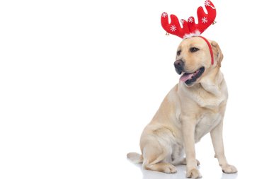 Kırmızı ren geyiği boynuzları takmış labrador av köpeği, yana bakıyor ve beyaz arka planda soluk soluğa