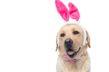 Beyaz arka planda pembe papyon ve tavşan kulağı takan sevimli labrador av köpeği.