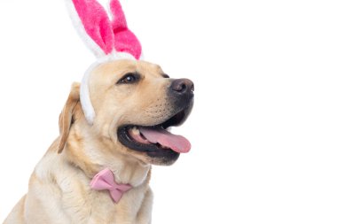 Labrador av köpeğinin dilinden sarkan, pembe tavşan kulağı takan ve papyon takan...