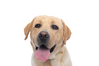 Beyaz arka plana dilini sokan labrador av köpeği portresi.