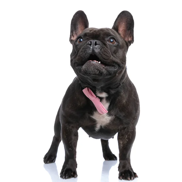 Красива Французька Бульдогна Собака Відчуває Себе Шокованою Вдягнена Рожеву Краватку — стокове фото