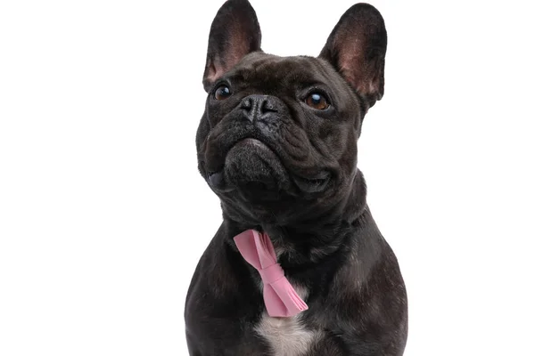 Petit Chien Bouledogue Français Regardant Quelque Chose Qui Rend Perplexe — Photo