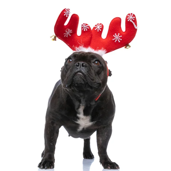 Cute French Bulldog Dog Looking Wearing Red Reindeer Horns White — Stock Photo, Image