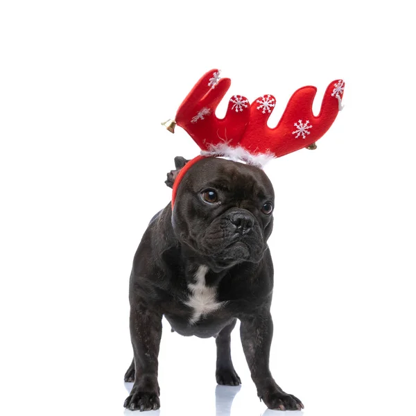 Söt Fransk Bulldog Bär Röda Rådjur Horn Och Tittar Bort — Stockfoto
