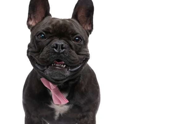 Doce Feliz Francês Bulldog Cão Olhando Para Câmera Saindo Língua — Fotografia de Stock