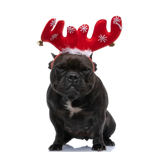 Little French Bulldog Dog Sleeping Wearing Red Reindeer Horns White — Stock Photo, Image