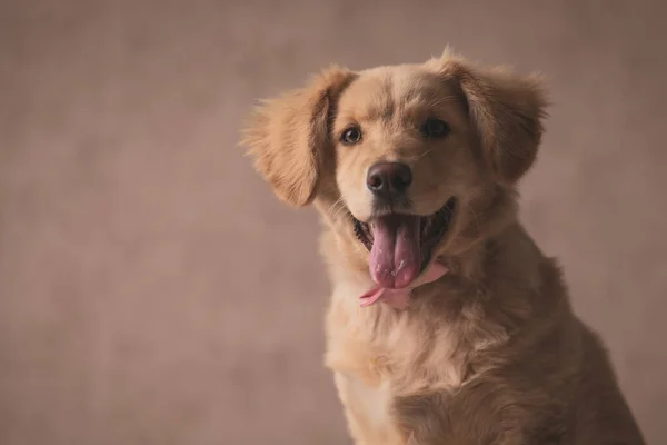 Schöner Golden Retriever Hund Mit Pinkfarbener Fliege Herausstreckender Zunge Und — Stockfoto