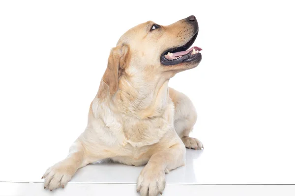 Schattig Labrador Retriever Hond Kijken Opzij Steken Zijn Tong Tegen — Stockfoto