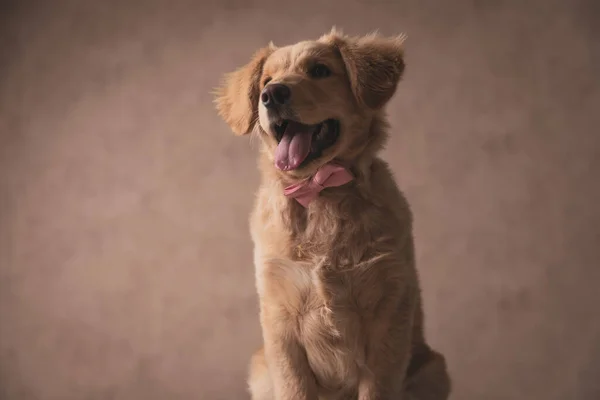 Happy Little Golden Retriever Puppy Bowtie Sticking Out Tongue Panting — Stock Photo, Image