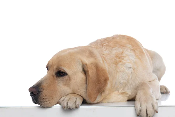 Roztomilý Labrador Retrívr Pes Odpočívá Hlavu Tlapě Proti Bílému Pozadí — Stock fotografie