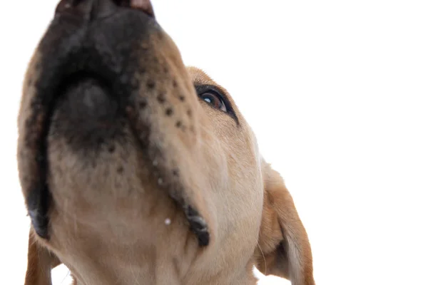 Roztomilý Labrador Retrívr Pes Čichání Kamery Zblízka Pohled Proti Bílému — Stock fotografie