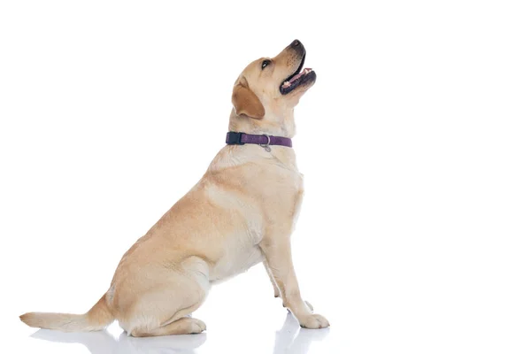 Vista Lateral Perro Labrador Retriever Sentado Mirando Que Está Por — Foto de Stock
