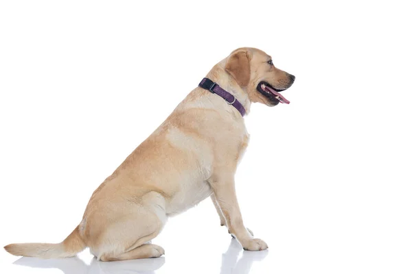 Side View Cute Labrador Retriever Dog Waiting Line Wearing Purple — Stock Photo, Image