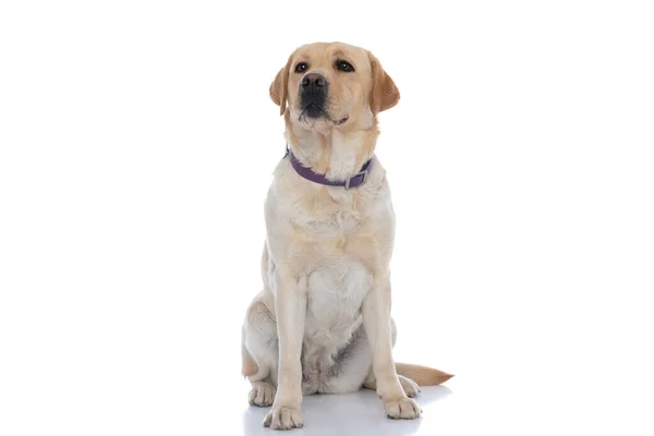 Seduto Cane Labrador Retriever Guardando Altrove Indossando Guinzaglio Viola Sfondo — Foto Stock