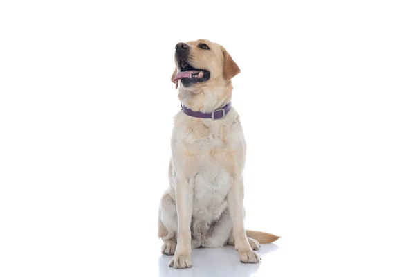 可爱的拉布拉多猎犬 可怜巴巴地坐在那里 伸出舌头 白底上戴着紫色的领子 — 图库照片