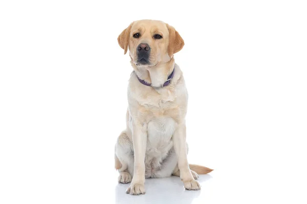 Niedliche Labrador Retriever Hund Sitzt Und Die Kamera Schaut Trägt — Stockfoto