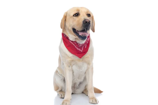 Bonito Labrador Retriever Cão Saindo Língua Vestindo Uma Bandana Vermelha — Fotografia de Stock