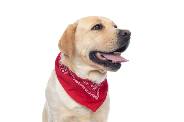 Beautiful Labrador Retriever Dog Wearing Red Bandana Sticking Out His — Stock Photo, Image