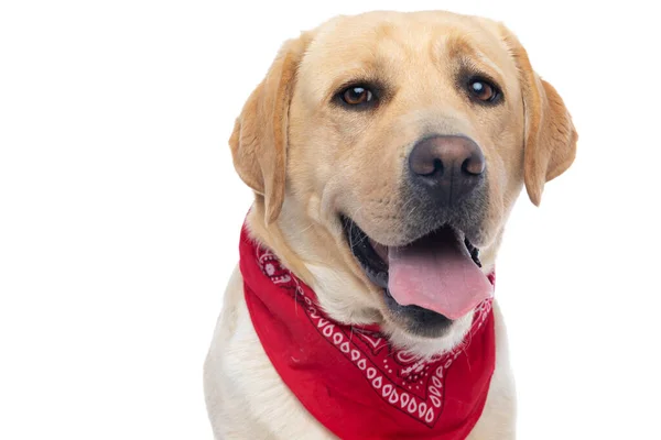 Close Beautiful Labrador Retriever Dog Panting Wearing Red Bandana White — Stock Photo, Image