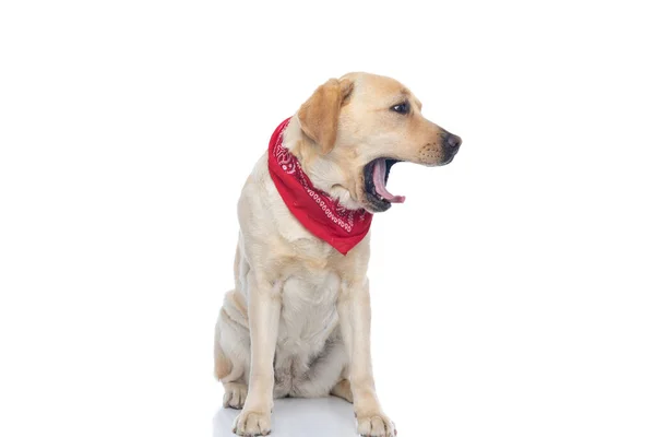 Édes Labrador Retriever Kutya Érzés Unatkozik Ásít Visel Piros Kendőt — Stock Fotó