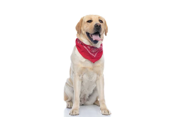 Doce Labrador Retriever Cão Ofegante Vestindo Uma Bandana Vermelha Sentado — Fotografia de Stock