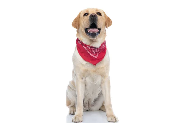 Beautiful Labrador Retriever Dog Looking Camera Wearing Bandana Panting White — Stock Photo, Image