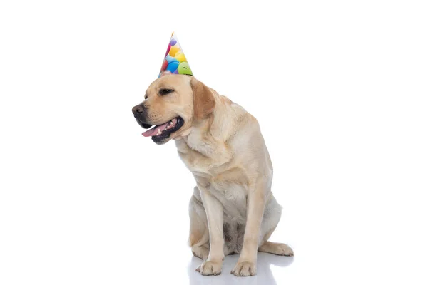 Mignon Labrador Retriever Chien Sentant Épuisé Portant Chapeau Anniversaire Sur — Photo