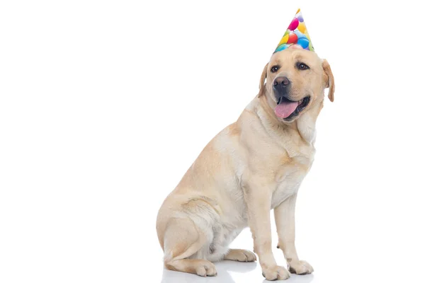 可愛いラブラドール レトリバー ドッグが片方に座ってもう一方を見て誕生日の帽子をかぶって — ストック写真