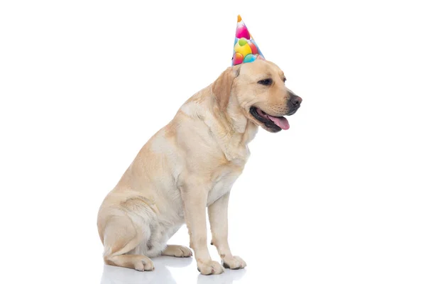Sidovy Söt Labrador Retriever Hund Flämtande Och Bär Födelsedagshatt Vit — Stockfoto